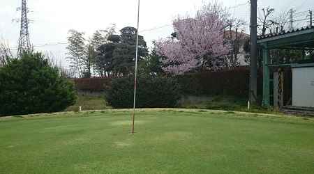 春の桜-座間ゴルフコース